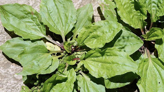 Kuru öksürük varsa sıcak suya katın için! Sinir otunun yok artık dedirten faydası - Resim: 2