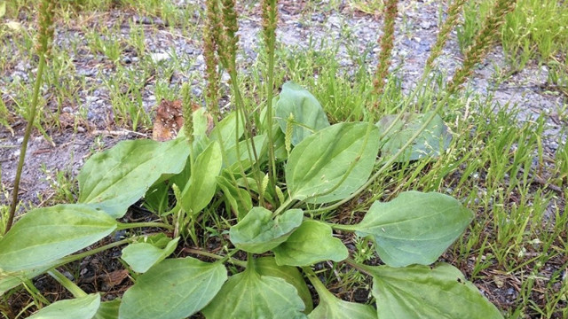 Kuru öksürük varsa sıcak suya katın için! Sinir otunun yok artık dedirten faydası - Resim: 1