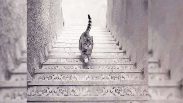 Sadece 5 saniyede fark edenlerin IQ'su tavan!  Kedi iniyor mu çıkıyor mu? - Resim: 0