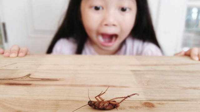 Evdeki böceklerin kökünü kazıtacak formül! En etkili ve pratik yöntemler - Resim: 1