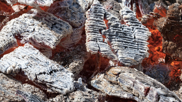 Odunun külünü dökmeyin kullanın! Nasıl yani dedirtecek faydalarına bakın - Resim: 2