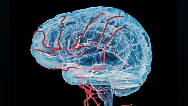 Farkında bile değiliz ama beynimizin içinde dolaşıp duruyormuş! - Resim: 1