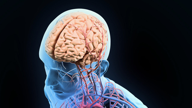 Farkında bile değiliz ama beynimizin içinde dolaşıp duruyormuş! - Resim: 2