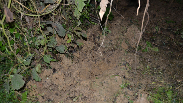 Ordu'da fındık bahçesinden çıktı! Emniyet güçleri harekete geçti 2 kişi gözaltında - Resim: 0