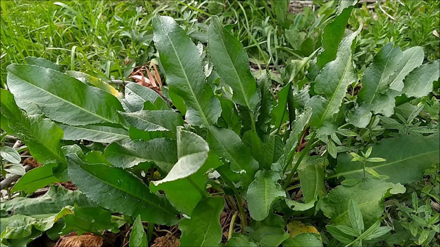 Her derde deva bu bitki hemoroid sorununu bitiriyor! - Resim: 0