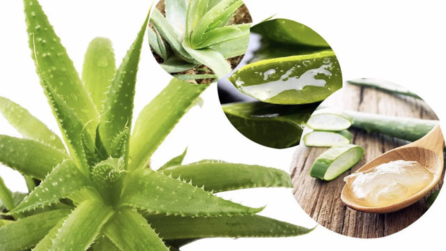 Şampuanına bunu karıştır saç dökülmesi dursun! İşte Aloe veralı şampuan tarifi - Resim: 1