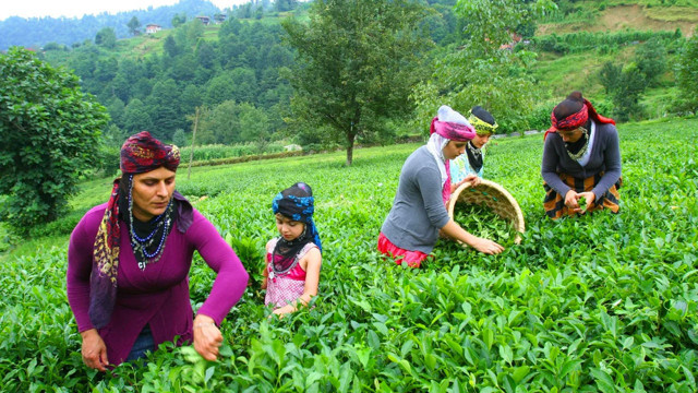 Dünyada en çok çay içen ülkeler listesi Türkiye kaçıncı? Dünyada en çok çay üreten ülkeler ise... - Resim: 0
