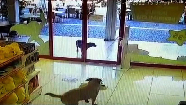 3 kafadar mağazaya dalıp oyuncak köpek çaldı! Muğla'da yaramaz hırsızlar gülümsetti - Resim: 0