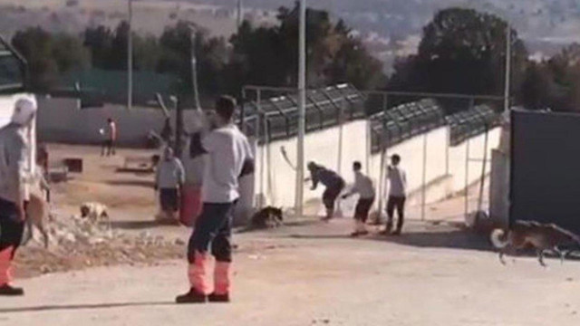Konya'daki vahşette yeni gelişme! Köpeği kürekle vura vura öldürmüştü: Cani adamın ifadesi ortaya çıktı! - Resim: 1