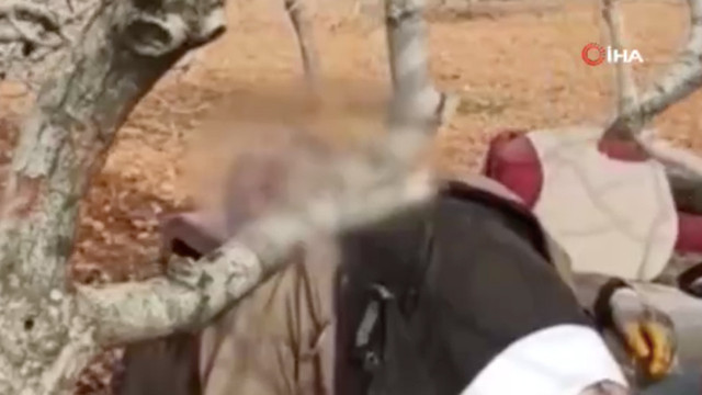 Traktör sürerken feci şekilde can verdi! Boynu fıstık ağacına takılınca... - Resim: 0