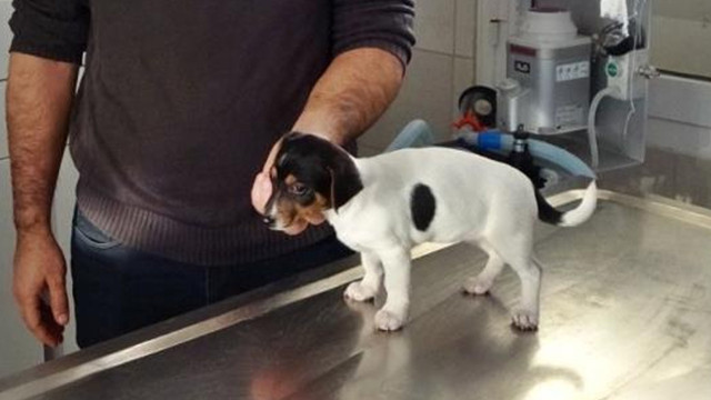 Kendisi cezaevine gitti ısırdığı köpeğin adresi bakın neresi oldu - Resim: 1