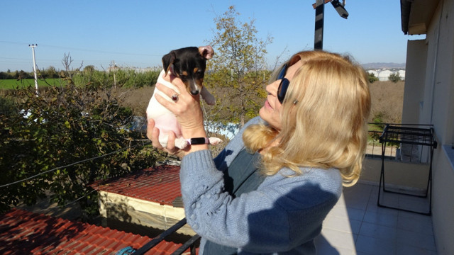 Kendisi cezaevine gitti ısırdığı köpeğin adresi bakın neresi oldu - Resim: 3