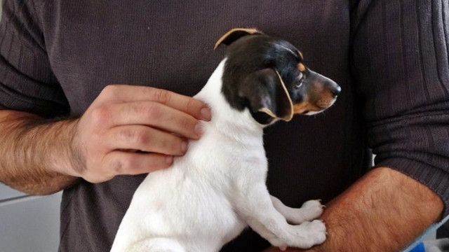 Kendisi cezaevine gitti ısırdığı köpeğin adresi bakın neresi oldu - Resim: 0