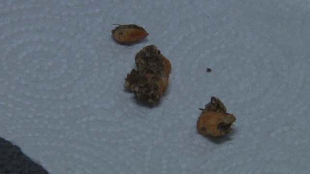 Fıstık paketinin içinden çıktı! Yiyince fark ettiler - Resim: 1