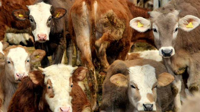 Türkiye'de yeni tip şap virüsü alarmı! Hayvan pazarları kapatıldı tüm izinler iptal - Resim: 0