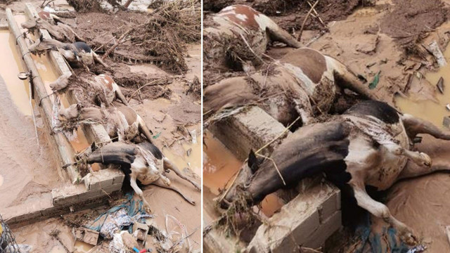 Adıyaman ve Şanlıurfa'da sel felaketi! Can kaybı büyüyor! Bodrumdan 5 kişinin cesedi çıktı - Resim: 3