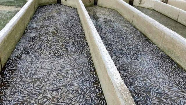 54 ülkeye ihracat yapılan tesiste toplu balık ölümleri! Üretim 7 milyon ton azalacak - Resim: 0