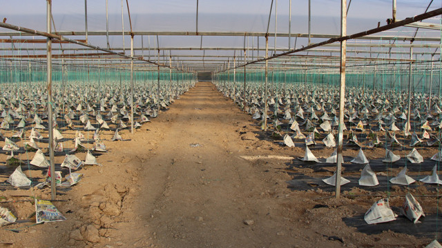 Genç çiftçiden zirai dona karşı ilginç önlem: Gazete ve sis bombası kullandı - Resim: 0