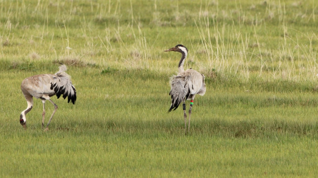 6 yıl önce Zara'da görülmüştü, bu kez farklı bir noktada görüntülenip sesi kaydedildi - Resim: 0