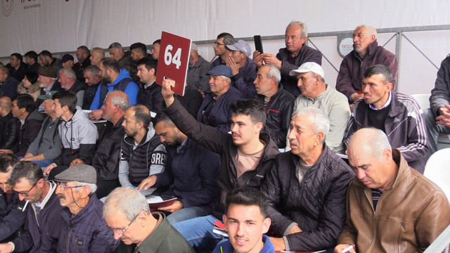 Merinos ırkı koç müzayedede 76 bin 100 liradan satıldı - Resim: 1