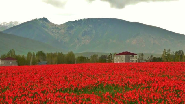 Muş’ta 15 günlük lale devri başladı! Hollanda değil Muş ovası! - Resim: 0