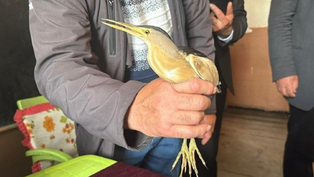 Nesli tükenmek üzere! Ardahan'da bitkin halde bulundu, koruma altına alındı - Resim: 0