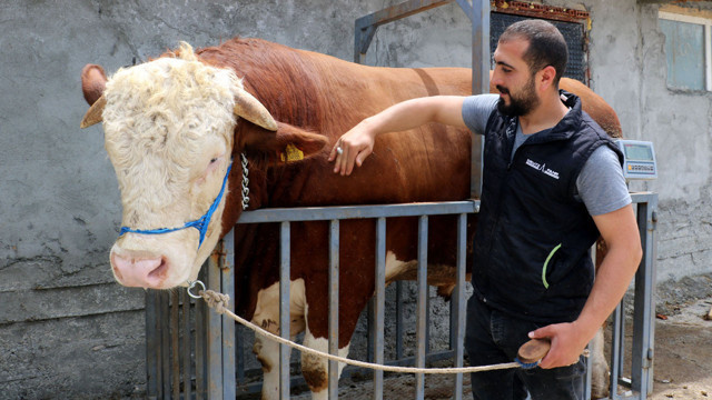 Heybeti görenleri büyülüyor, fiyatı ise dudak uçuklatıyor - Resim: 0