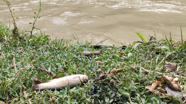 Alibey Barajı'na akan derede korkutan görüntü: Onlarca balık telef olarak kıyıya vurdu - Resim: 1