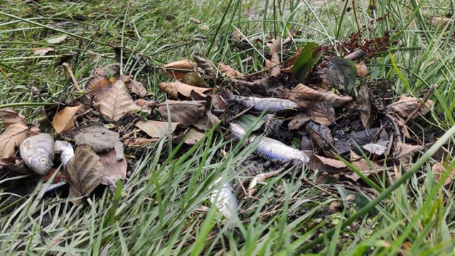 Alibey Barajı'na akan derede korkutan görüntü: Onlarca balık telef olarak kıyıya vurdu - Resim: 2