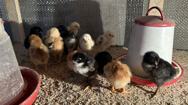 8 civcivle işe başlayan 4 öğretmen bin 200 tavuklu çiftlik kurdu - Resim: 0