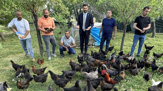 8 civcivle işe başlayan 4 öğretmen bin 200 tavuklu çiftlik kurdu - Resim: 1