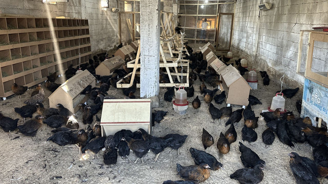 8 civcivle işe başlayan 4 öğretmen bin 200 tavuklu çiftlik kurdu - Resim: 2