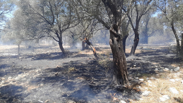 Antalya'da zeytinlik alanda yangın çıktı! Karadan müdahale sürüyor - Resim: 0