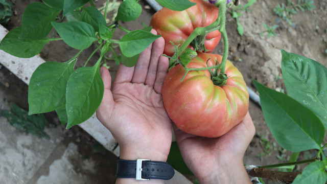 Kimsenin kullanmadığı tohumları kullandı, aldığı sonuç hayrete düşürdü - Resim: 0