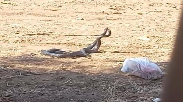 Mersin'de yılanların 'çiftleşme dansı' kameralara yansıdı - Resim: 0