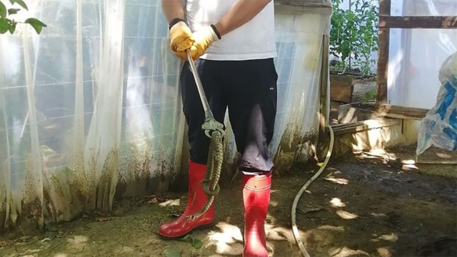 Bolu'da seraya giren yılan paniğe yol açtı! İtfaiye ekipleri yılanı yakaladı - Resim: 0