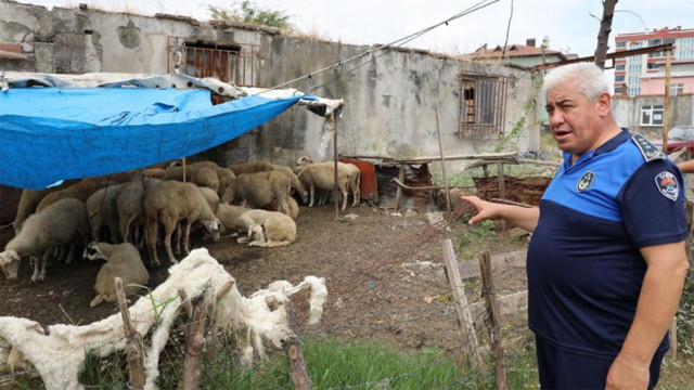 Samsun'da atık uyarısını dinlemeyen 12 ahırın faaliyetine son verildi - Resim: 1