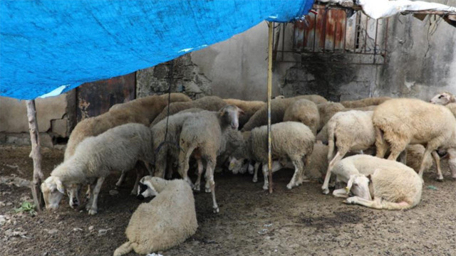 Samsun'da atık uyarısını dinlemeyen 12 ahırın faaliyetine son verildi - Resim: 2