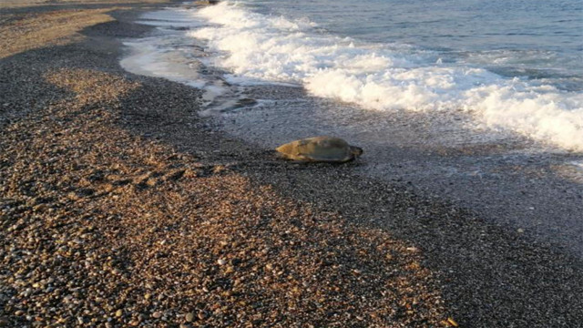 Caretta Caretta koruma kafesini yana kaydırıp üzerinde mangal yaktılar! - Resim: 0