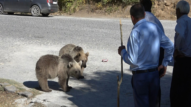 Nemrut Kalderasını ziyaret eden turistlerin yürekleri ağzına geldi! Ayılar kovaladı turistler kaçtı - Resim: 0