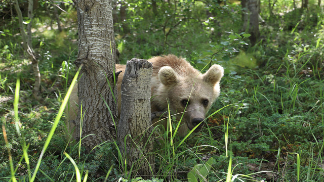 Nemrut Kalderasını ziyaret eden turistlerin yürekleri ağzına geldi! Ayılar kovaladı turistler kaçtı - Resim: 1