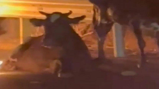 Görenler şaşkına döndü! Kamyonet cayır cayır yandı inekler istifini bozmadan oturdu - Resim: 1