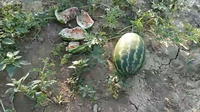 Kastamonu'da ayılar sıcaktan bunalınca olanlar oldu! Bahçeye girip saldırdılar - Resim: 0