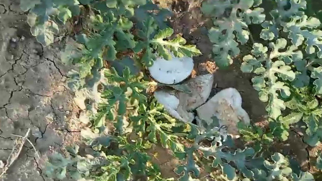 Kastamonu'da ayılar sıcaktan bunalınca olanlar oldu! Bahçeye girip saldırdılar - Resim: 1