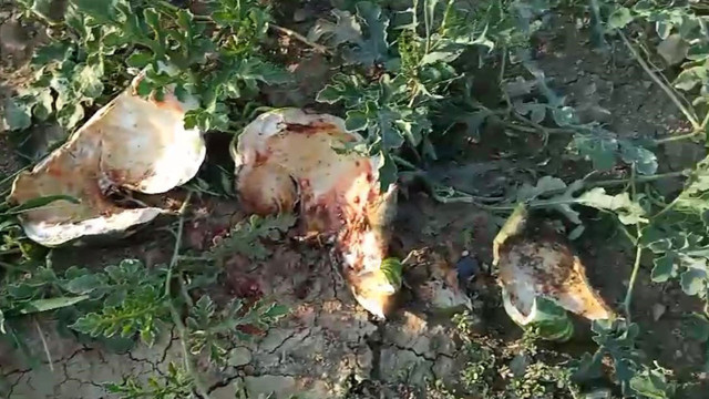 Kastamonu'da ayılar sıcaktan bunalınca olanlar oldu! Bahçeye girip saldırdılar - Resim: 2