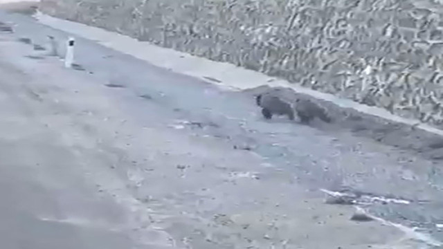 Kastamonu'da yavru ayıların arabayla yarışı görenleri güldürdü! - Resim: 0