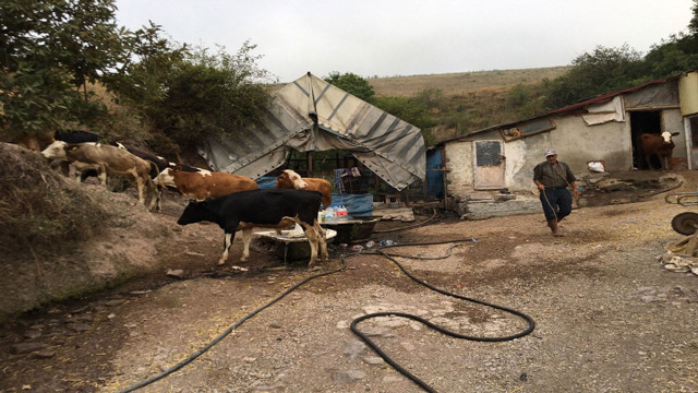 Yemden tasarruf etmek isterken hayvanlarından oldu! Küflenmiş kuru ekmek yiyen inekler çatlayıp telef oldu - Resim: 0
