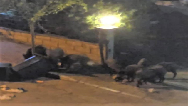 Kuraklık domuzları da vurdu! Aç kalan domuz sürüsü şehre indi - Resim: 0