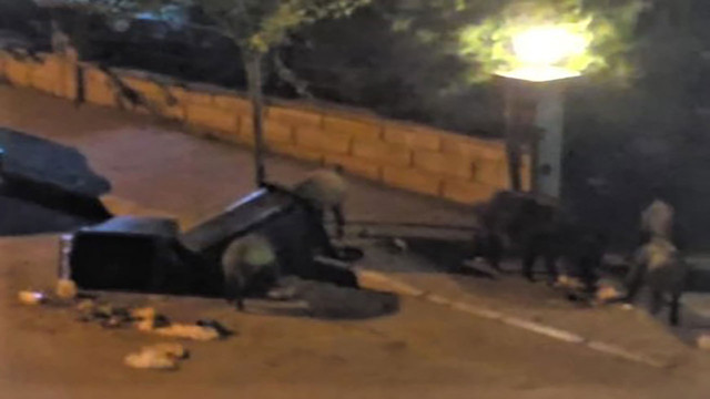 Kuraklık domuzları da vurdu! Aç kalan domuz sürüsü şehre indi - Resim: 1