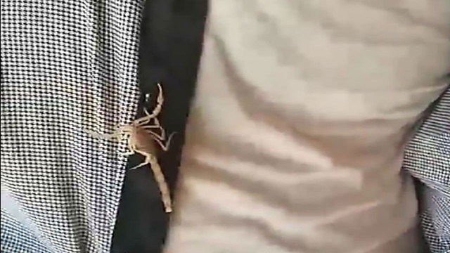 Görüntüler kan dondurdu! Akrepleri ağzına aldı, kendini sokturdu - Resim: 3